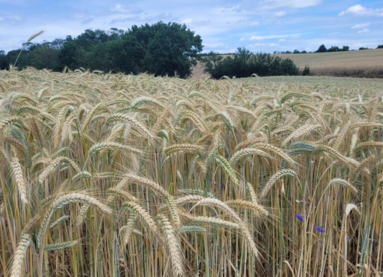 Sierakowski Park Krajobrazowy – zielone serce Wielkopolski